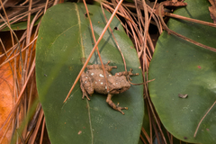 Raorchestes parvulus