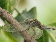 Orthetrum sabina