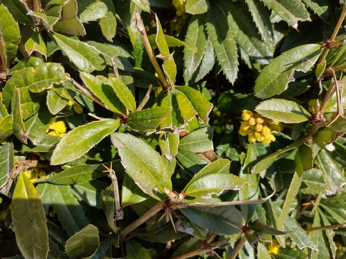 dráč Júliin (Berberis julianae)