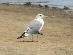 Larus fuscus