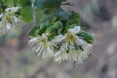 Duabanga grandiflora