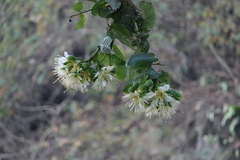 Duabanga grandiflora