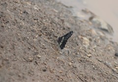 Catasticta flisa flisa