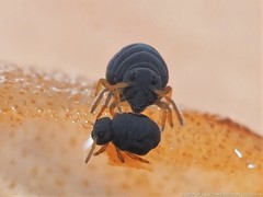 Sminthurinus atrapallidus