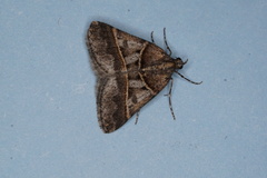 Dichromodes orthozona