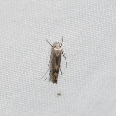 Thiotricha atractodes