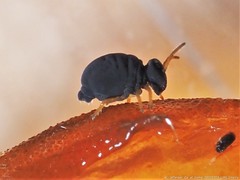 Sminthurinus atrapallidus