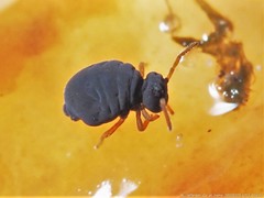 Sminthurinus atrapallidus