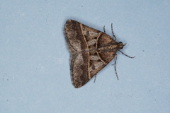 Dichromodes orthozona