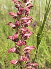 Anacamptis coriophora