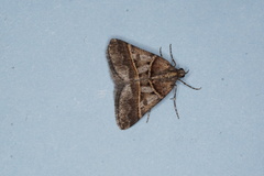 Dichromodes orthozona