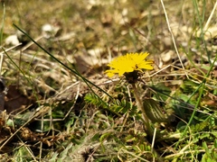 Taraxacum lacistophyllum
