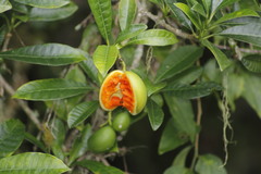 Tabernaemontana alba