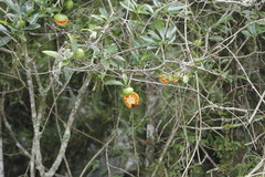 Tabernaemontana alba