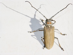 Batocera rufomaculata