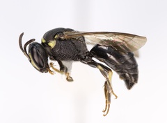 Hylaeus confluens