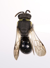 Hylaeus confluens