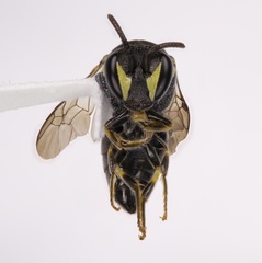 Hylaeus confluens
