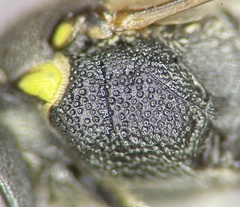 Hylaeus confluens