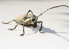 Batocera rufomaculata