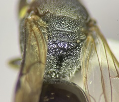 Hylaeus confluens