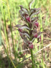 Anacamptis coriophora