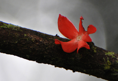 Heisteria cauliflora