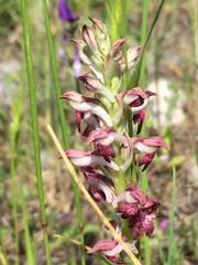 Anacamptis coriophora