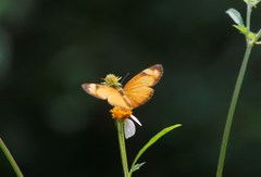 Tegosa anieta luka
