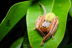 Gnathopalystes kochi