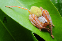 Gnathopalystes kochi