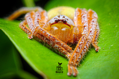 Gnathopalystes kochi