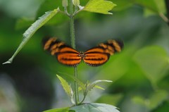 Eueides isabella eva