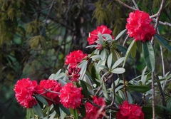 Rhododendron arboreum