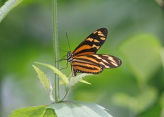 Eueides isabella eva