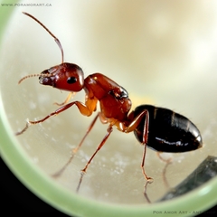 Camponotus discolor