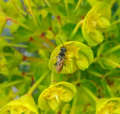 Macrophya albicincta