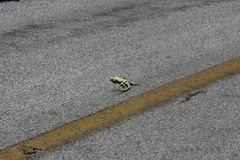 Ctenosaura acanthura