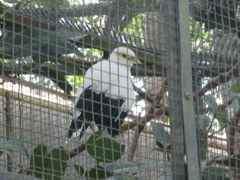 Acridotheres melanopterus