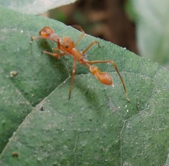 Myrmaplata plataleoides