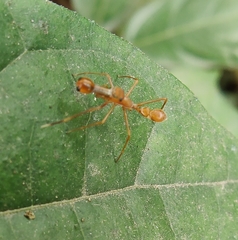 Myrmaplata plataleoides