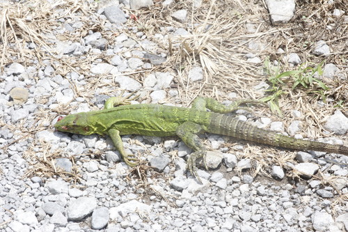 Eastern Mexican Spiny-Tailed Iguana