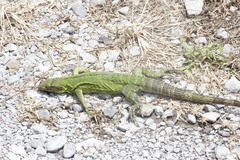 Ctenosaura acanthura