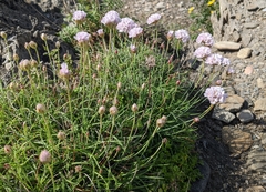 Armeria ruscinonensis