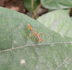 Myrmaplata plataleoides