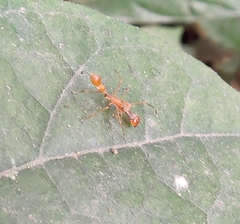 Myrmaplata plataleoides