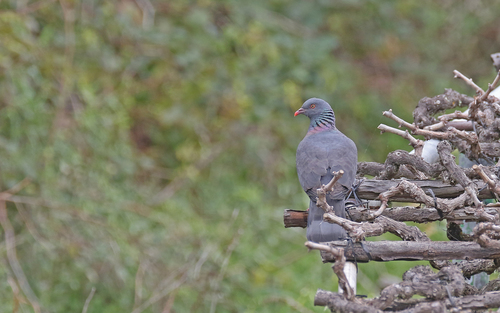 Bolle's Pigeon (Columba bollii), photo 10