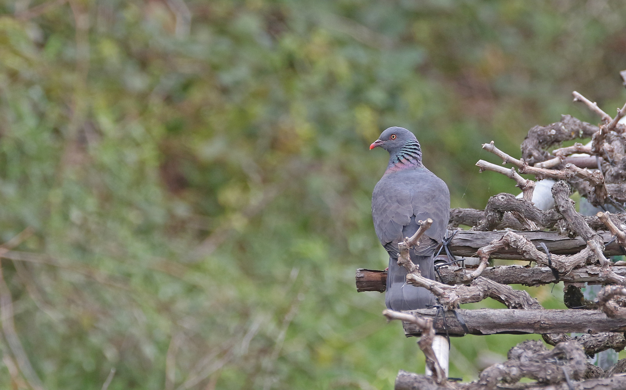 Bolle's Pigeon illustration