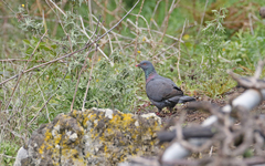 Columba bollii