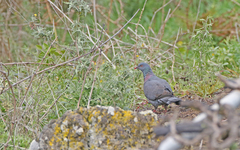 Columba bollii